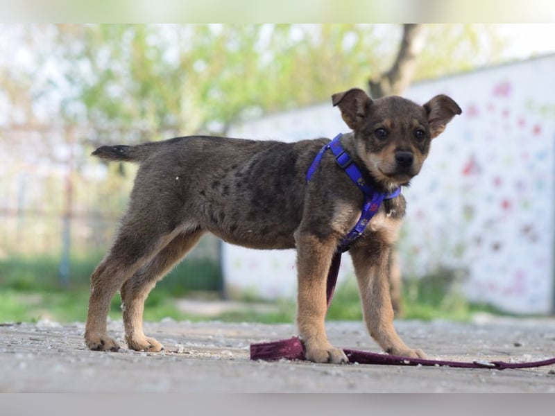 Melitta - verschmuste und freundliche kleine Dame