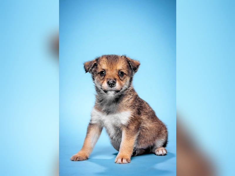 Bootsmann - freundlicher und verspielter kleiner Welpen Rüde