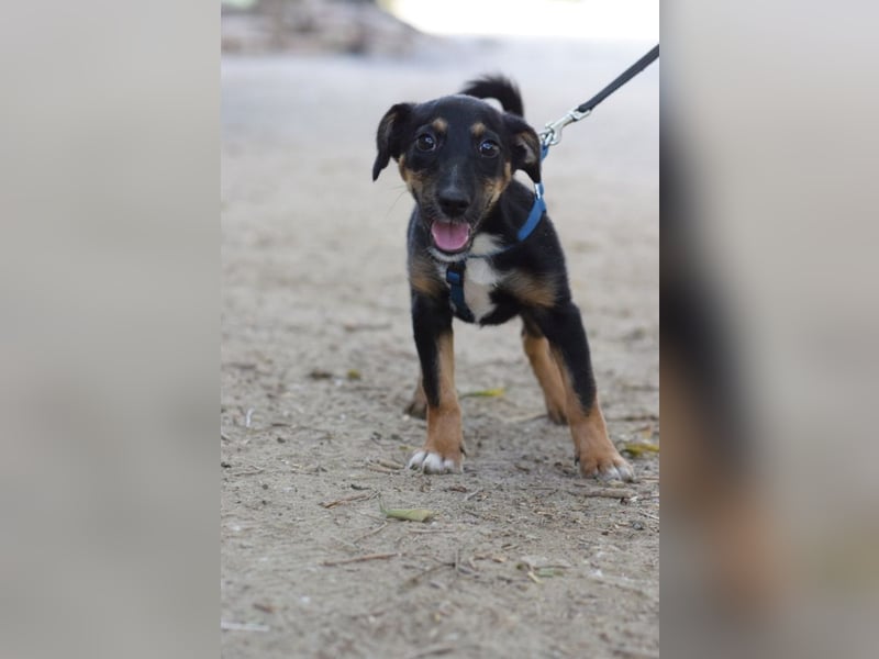 Spaghetti - freundliches & verspieltes Hundekind, liebt die Menschen