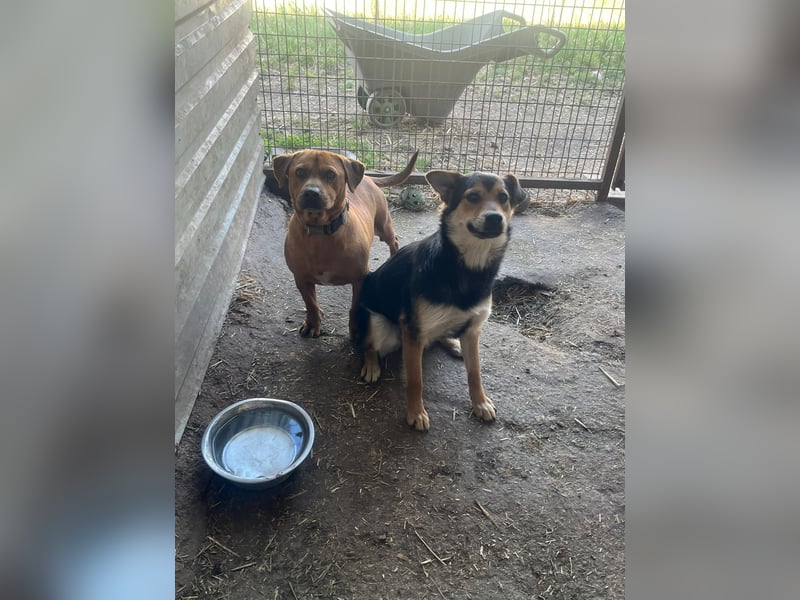 Magnum - schüchtern und auch etwas ängstlich, eher ruhig