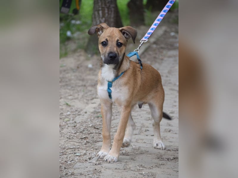 Wenko - liebenswerter, verschmuster, junger Rüde