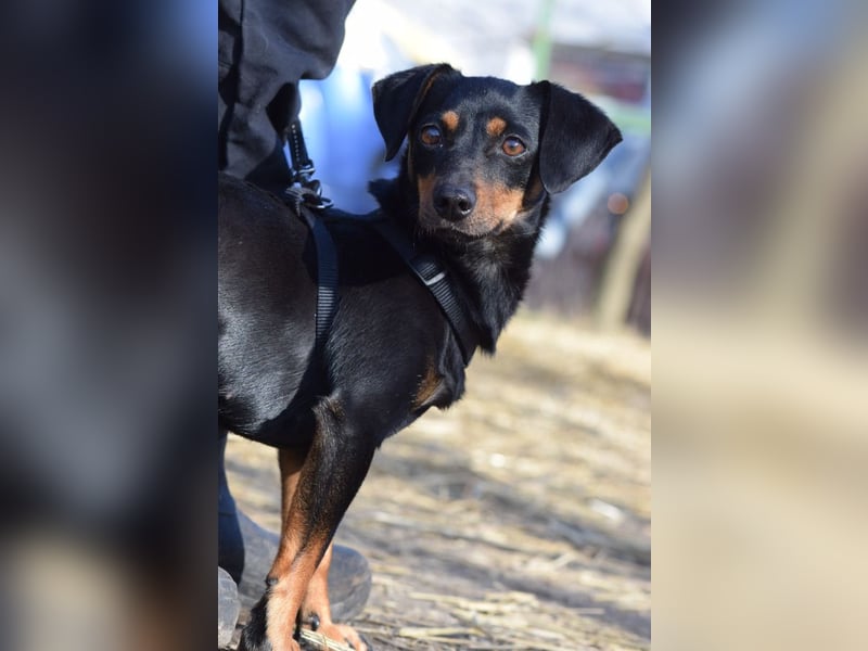 Lina - anfangs vorsichtig, verschmust und liebt es Küsschen zu geben