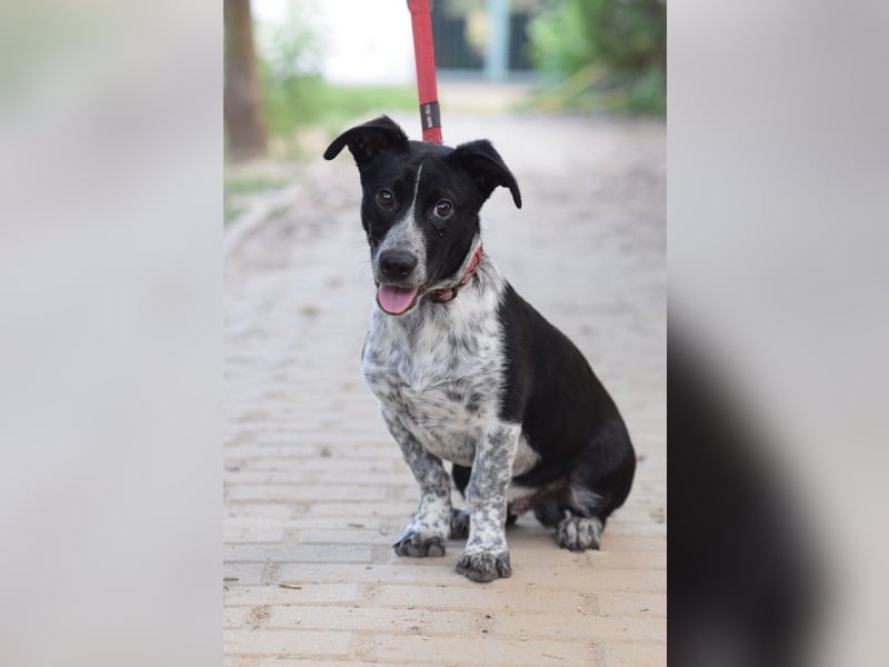 Guba - anfangs etwas vorsichtig, freundlich, neugierig & verschmust