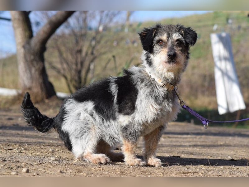 Violetta - auf PS in 53797 Lohmar - bezaubernde Hündin, genießt jede Streicheleinheit