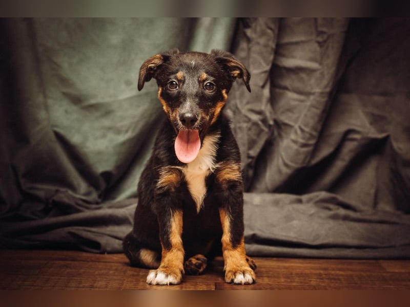 Spaghetti - freundliches & verspieltes Hundekind, liebt die Menschen