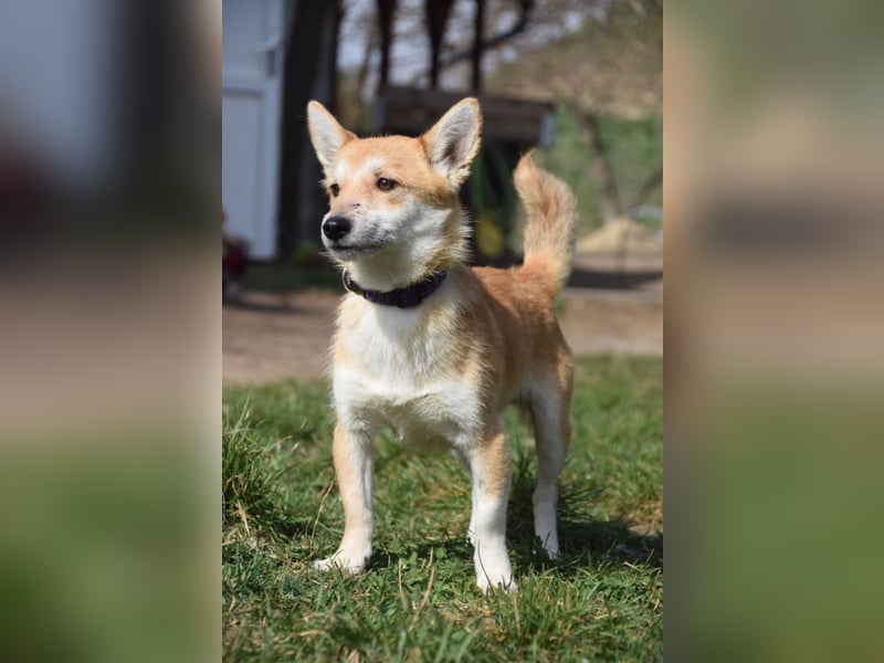 Valerie - auf PS in 45147 Essen - sehr nette, menschenbezogene und verschmuste Hündin