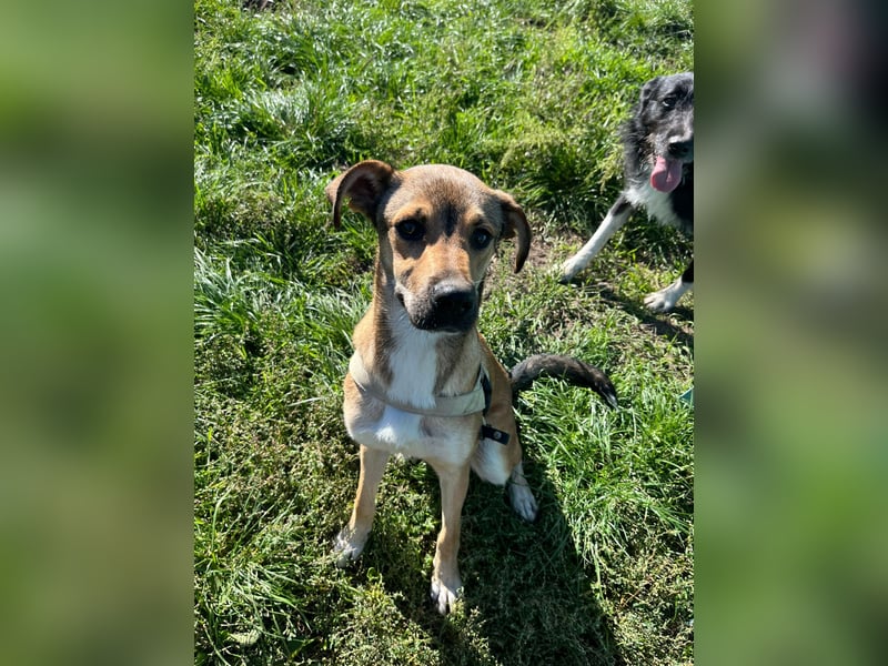 Wenko - liebenswerter, verschmuster, junger Rüde