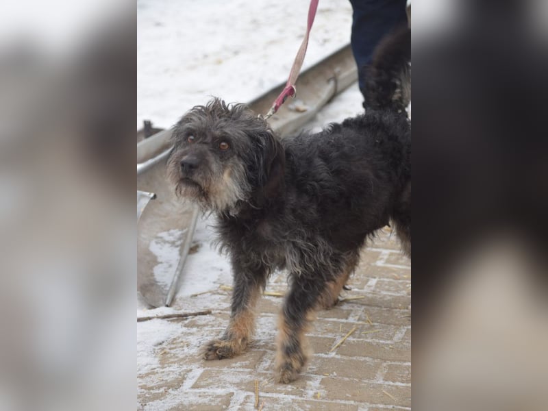 Lyra - bezaubernde Hündin, anhänglich, liebenswert & verschmust