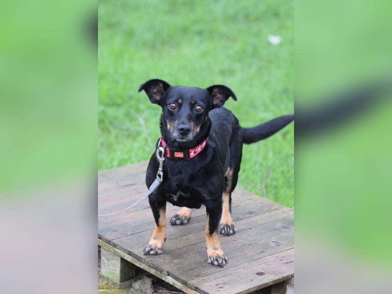 Amelie - liebevolle Hündin die Geborgenheit und Liebe sucht