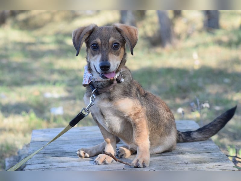 Biene - freundlich & lieb, anfangs etwas schüchtern