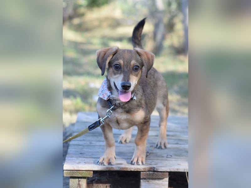 Biene - freundlich & lieb, anfangs etwas schüchtern