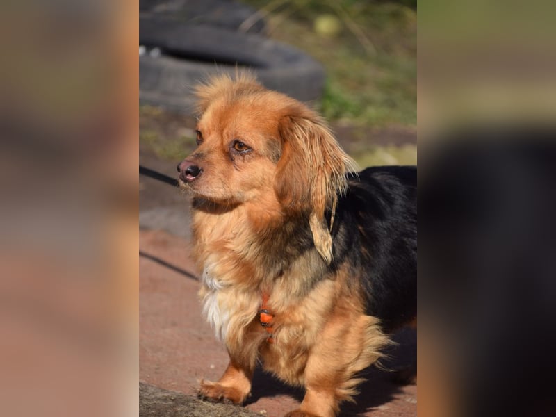 Felia - nette kleine Mischlingshündin die erst Vertrauen aufbauen muß