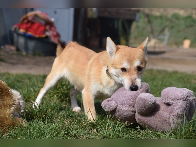Valerie - sehr nette, menschenbezogene und verschmuste Hündin
