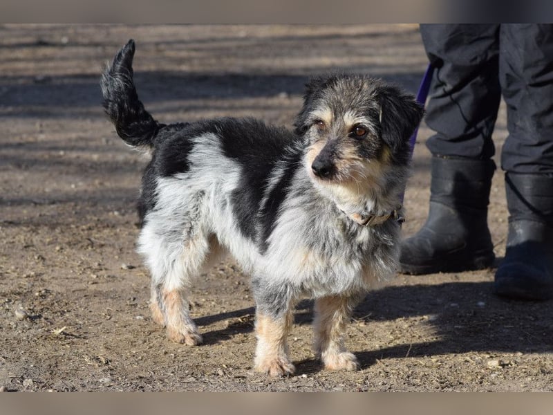Violetta - auf PS in 53797 Lohmar - bezaubernde Hündin, genießt jede Streicheleinheit