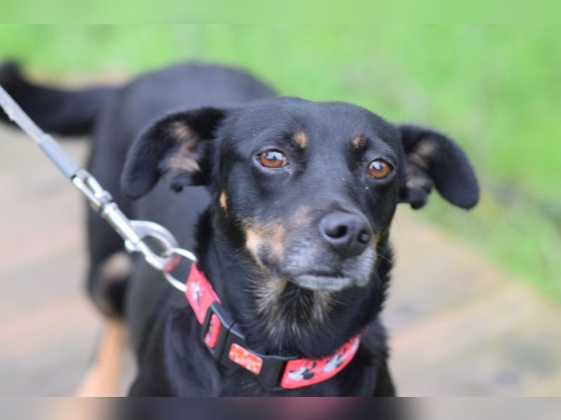 Amelie - liebevolle Hündin die Geborgenheit und Liebe sucht