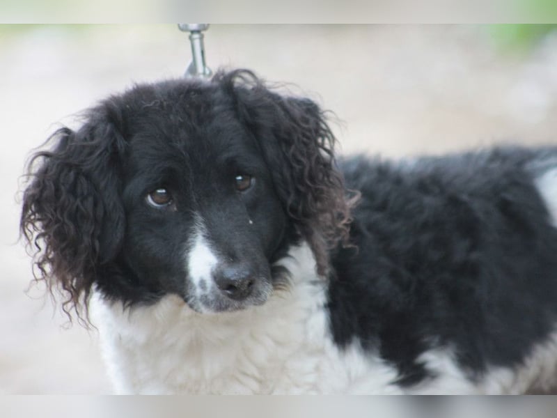 Elli - nette Hündin die Zeit und Geduld braucht