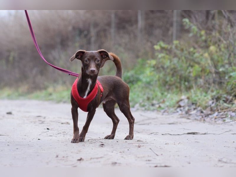 Honey - anfangs etwas schüchtern, freundlich & verspielt
