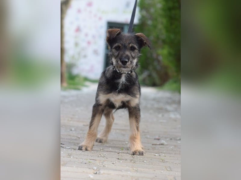 Thorsten - neugieriger, medium aktiver und verspielter Welpen Rüde