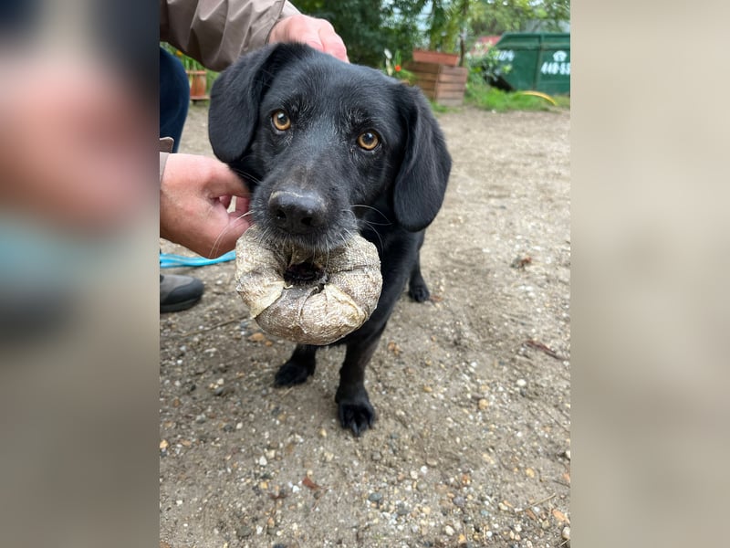 Poldi - netter ruhiger Senior sucht Zuhause als Einzelprinz