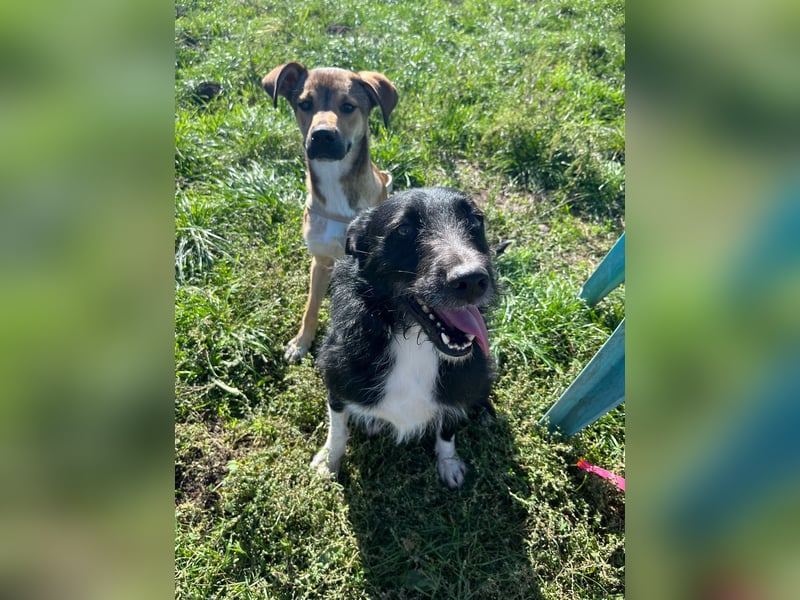 Wenko - liebenswerter, verschmuster, junger Rüde