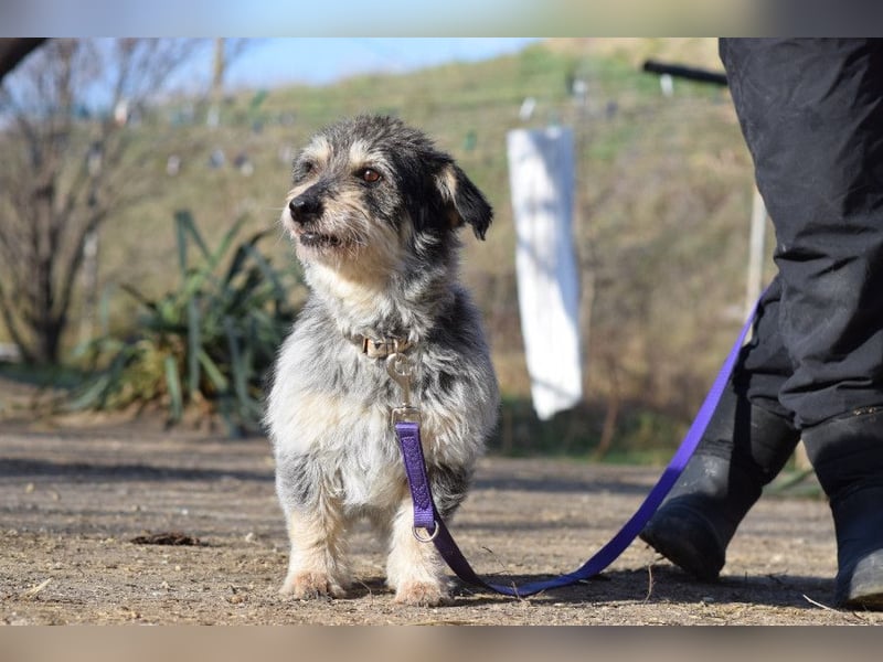 Violetta - auf PS in 53797 Lohmar - bezaubernde Hündin, genießt jede Streicheleinheit