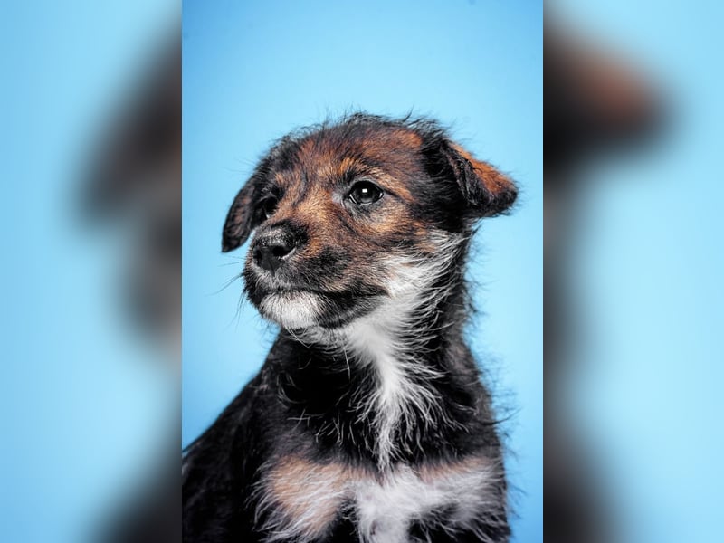 Thorsten - neugieriger, medium aktiver und verspielter Welpen Rüde