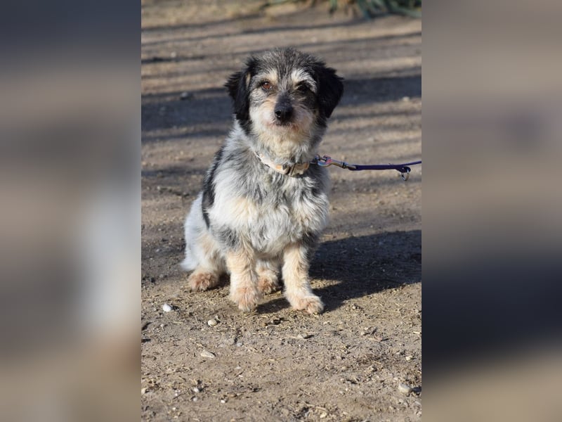 Violetta - auf PS in 53797 Lohmar - bezaubernde Hündin, genießt jede Streicheleinheit