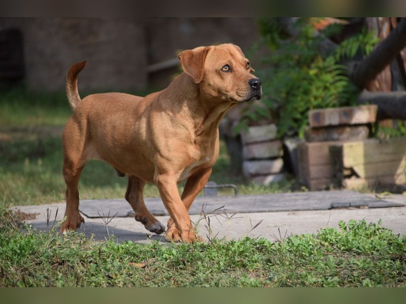 Magnum - schüchtern und auch etwas ängstlich, eher ruhig