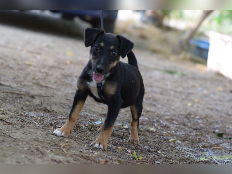 Spaghetti - freundliches & verspieltes Hundekind, liebt die Menschen