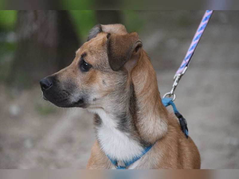 Wenko - liebenswerter, verschmuster, junger Rüde