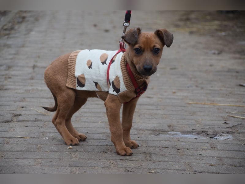 Latte - liebevoll & verschmust, aufgeschlossen & freundlich