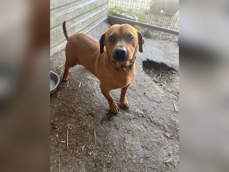 Magnum - schüchtern und auch etwas ängstlich, eher ruhig