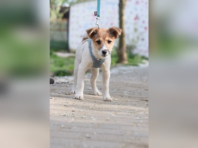 Emilia - zuckersüße, freundliche und verschmuste Welpen Hündin