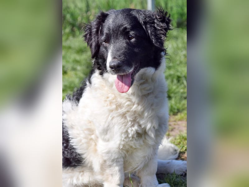 Elli - nette Hündin die Zeit und Geduld braucht