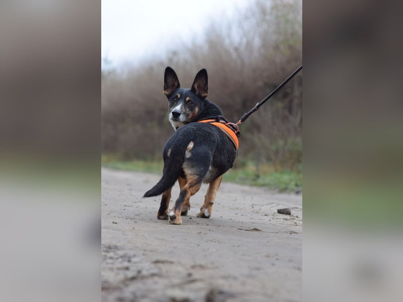 Zero - charmanter Rüde mit sehr nettem Charakter