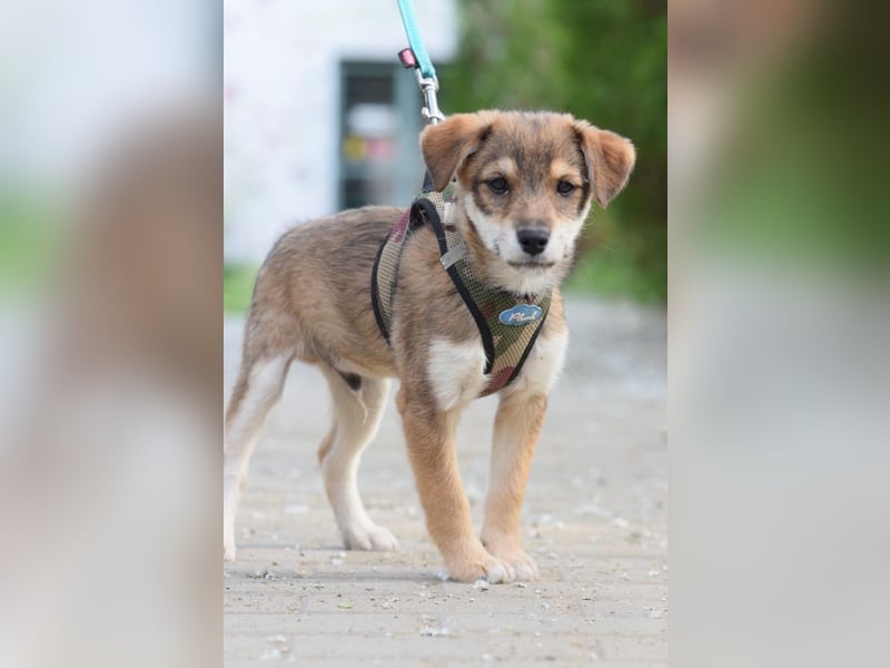 Bootsmann - freundlicher und verspielter kleiner Welpen Rüde