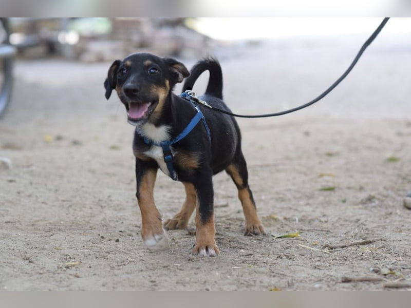 Spaghetti - freundliches & verspieltes Hundekind, liebt die Menschen