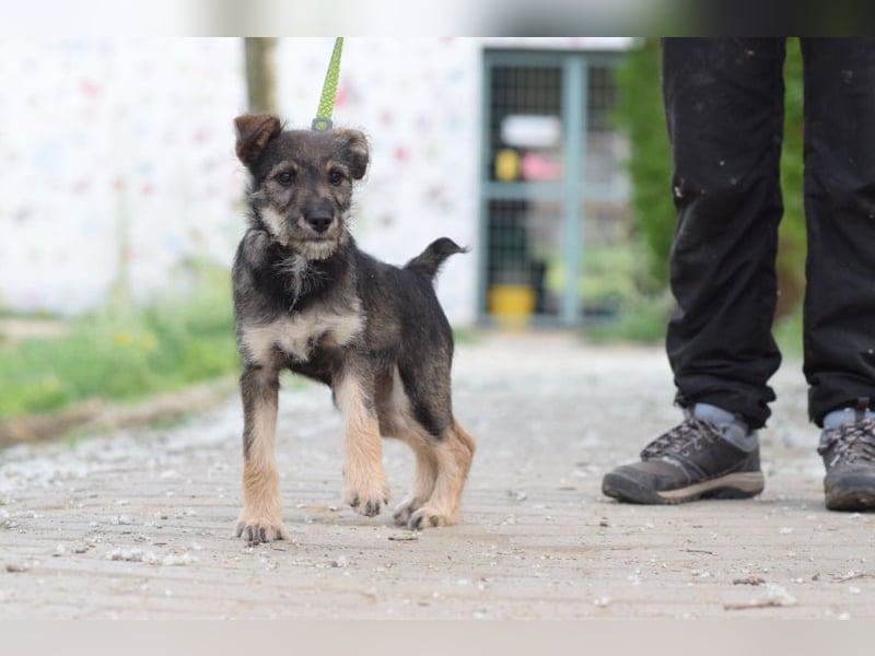 Thorsten - neugieriger, medium aktiver und verspielter Welpen Rüde