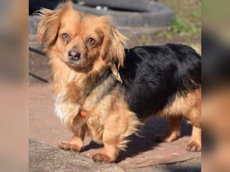 Felia - nette kleine Mischlingshündin die erst Vertrauen aufbauen muß