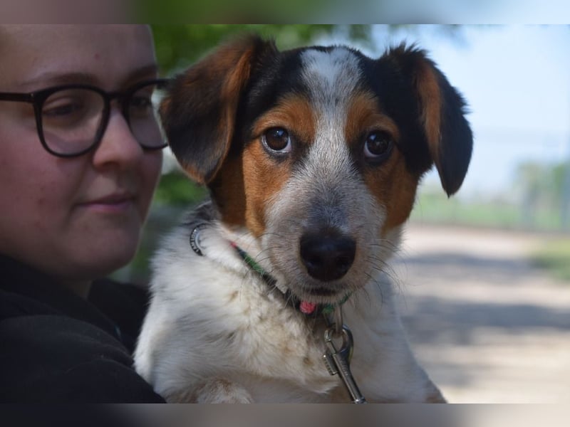 Mocca - freundlicher, liebenswerter kleiner Rüde, zeigt sich verschmust und lustig