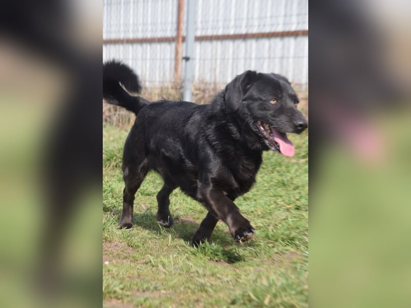 Poldi - netter ruhiger Senior sucht Zuhause als Einzelprinz