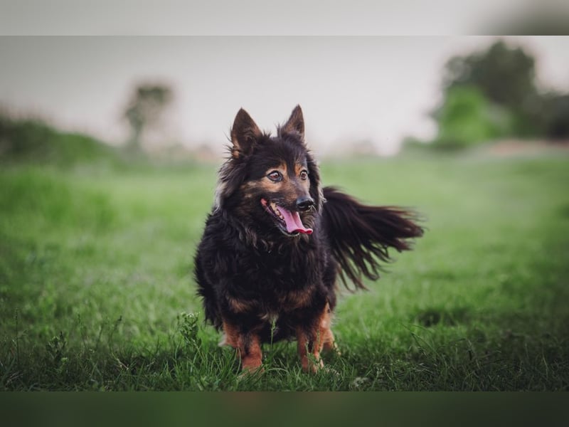 Stella - rüstige Seniorin die noch flott unterwegs ist