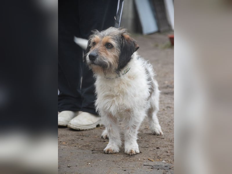 Larry - charmanter, freundlicher Terrier Mix Rüde