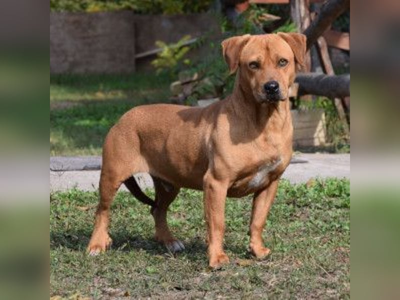 Magnum - schüchtern und auch etwas ängstlich, eher ruhig
