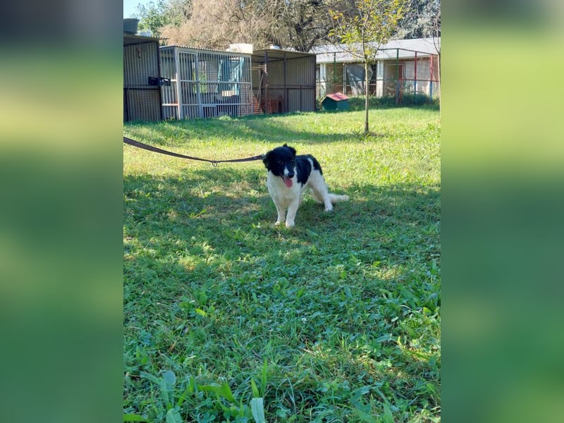 Elli - nette Hündin die Zeit und Geduld braucht