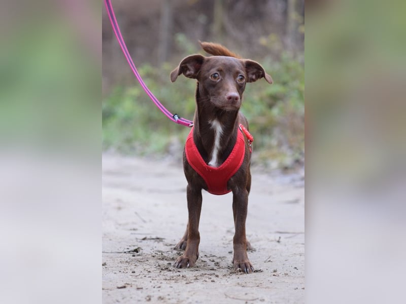 Honey - anfangs etwas schüchtern, freundlich & verspielt