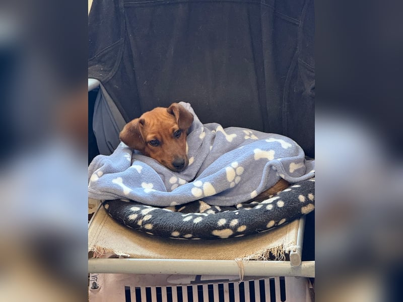 Latte - liebevoll & verschmust, aufgeschlossen & freundlich