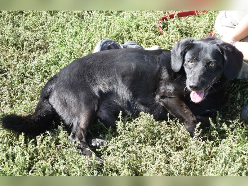 Poldi - netter ruhiger Senior sucht Zuhause als Einzelprinz