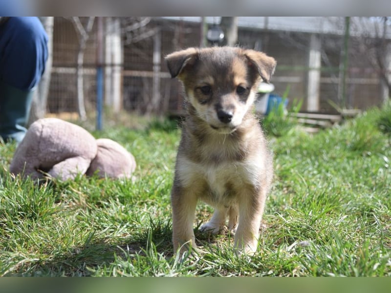 Bootsmann - freundlicher und verspielter kleiner Welpen Rüde