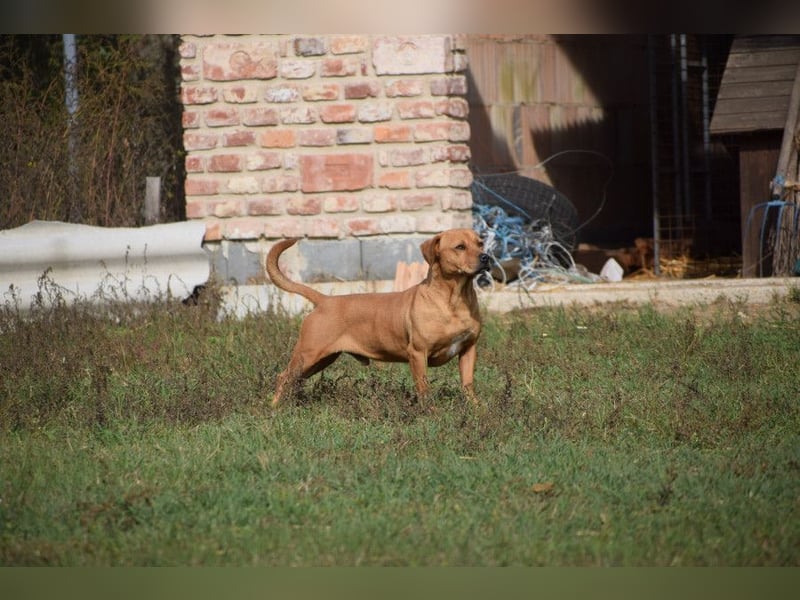 Magnum - schüchtern und auch etwas ängstlich, eher ruhig